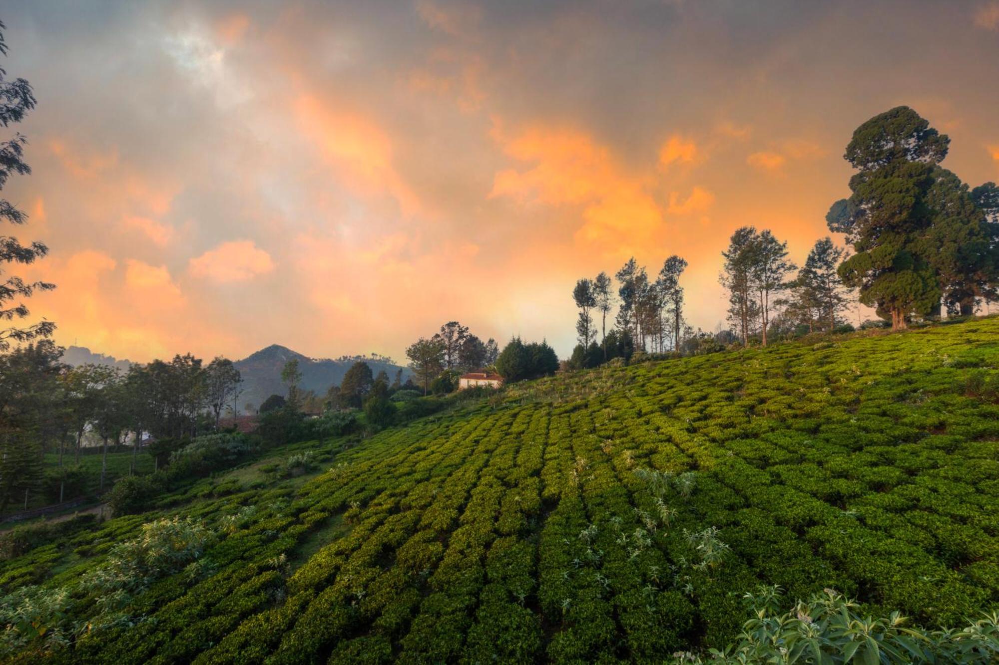Solitude By Nature Resorts And Stays Kotagiri Luaran gambar